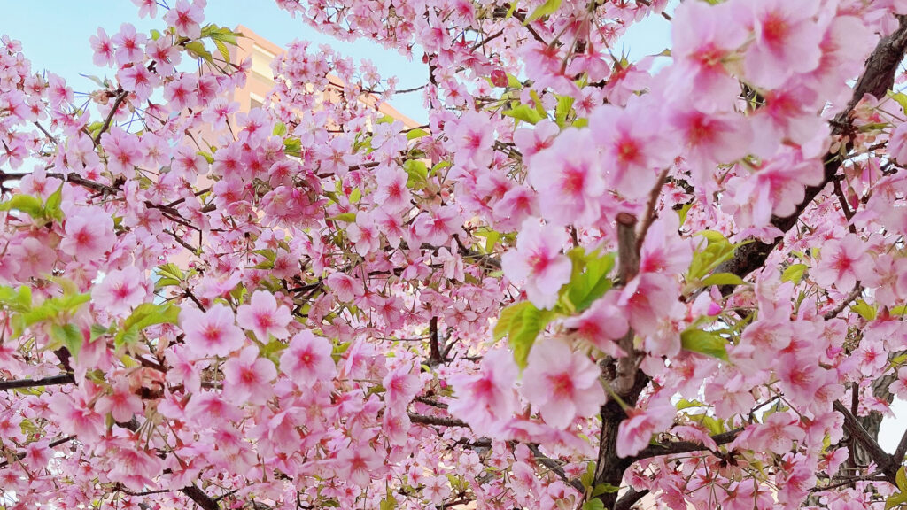 Cherry blossom | 桜